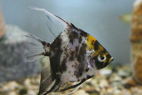 Aquarium hei�t auf deutsch "Wasserium" (aqua = Wasser)