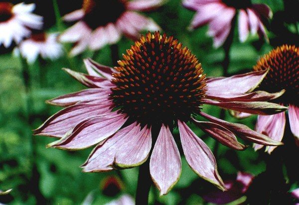 Der Sonnenhut ist eine sch�ne Blume, die auch als Heilpflanze Verwendung findet (Echinacea)