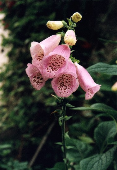 Manche Blumen eignen sich als Arznei - Digitalis ist ein Herzmedikament, aber giftig! 