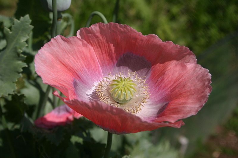 Blumen - Fotos auf CD!