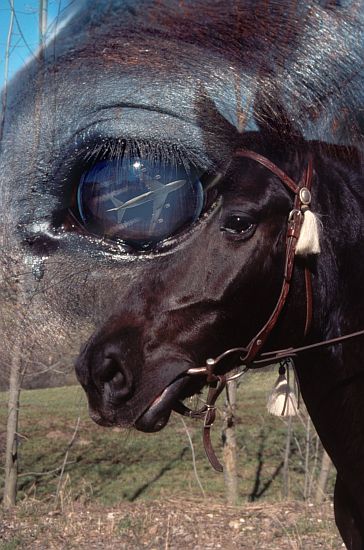 Collagen erstellen - unbegrenzte M�glichkeiten!