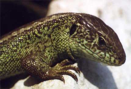 Eine Eidechse - kein Dinosaurier