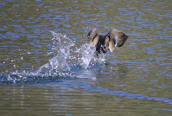 Diese Ente startet gerade