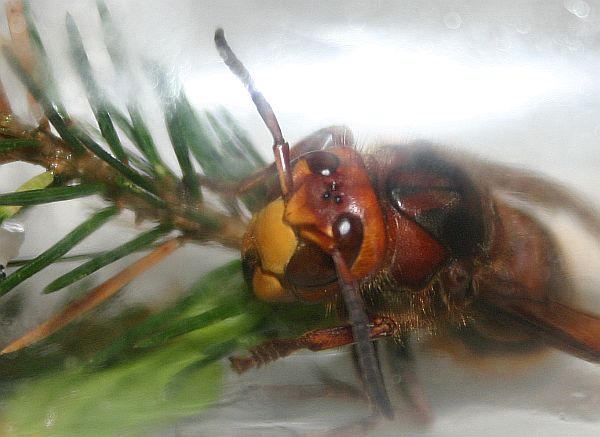 Gesicht der Hornisse