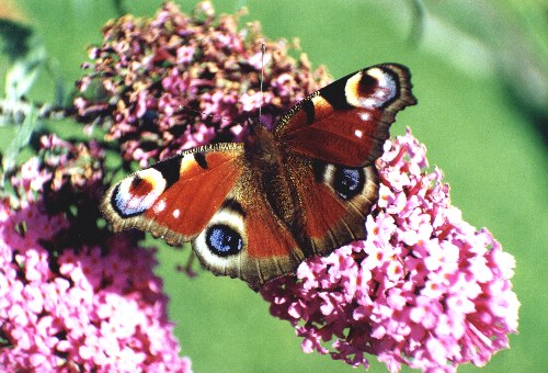 Ich habe �ber 100 Grusskarten - Motive - hier ist nur eine Auswahl