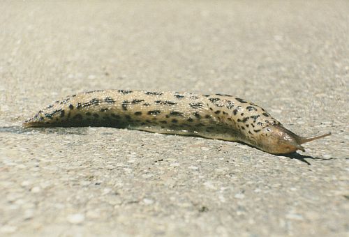 Eine liebe Schnecke als Gru�karte