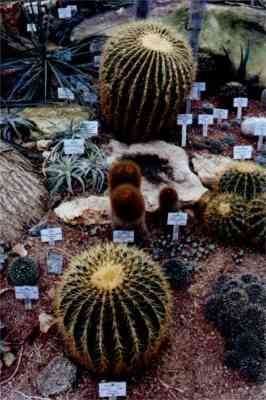 Diese Kakteen waren im Botanischen Garten in T�bingen