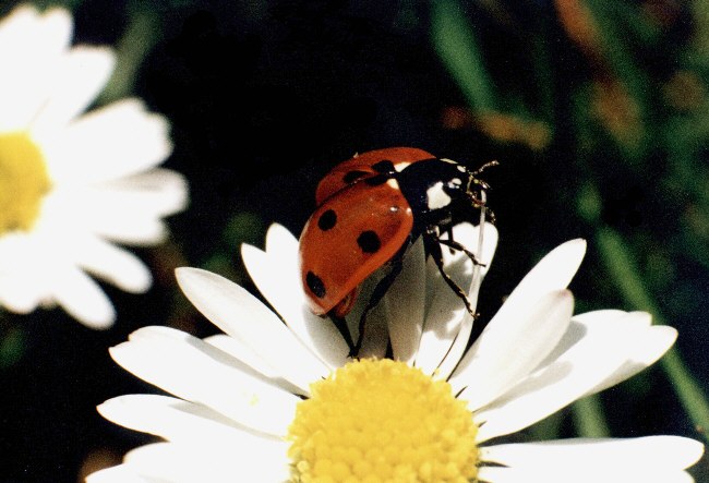 Marienk�fer - eine nat�rliche Form von "Marienerscheinungen" ...