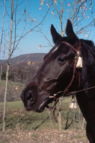 Ein Pferd ist bei uns im Dorf keine Seltenheit