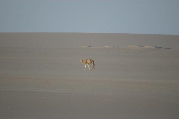 Dieses Dromedar w�rde nie auf die Idee kommen eine Zigarette zu Rauchen!