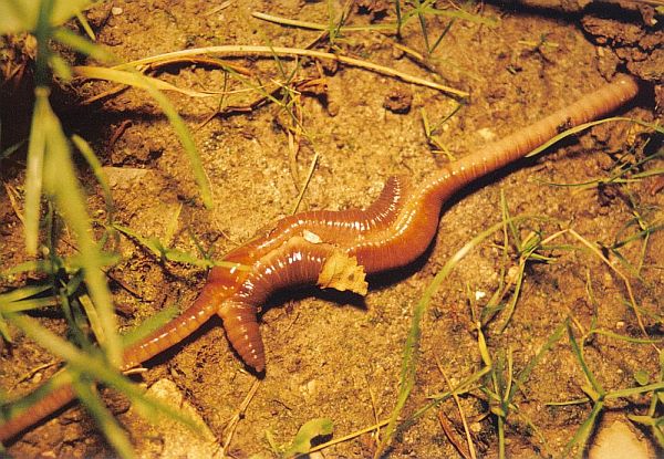 Regenw�rmer beim Liebesspiel