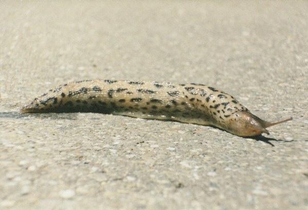 Eine wei�e Schnecke ist bei uns eher selten