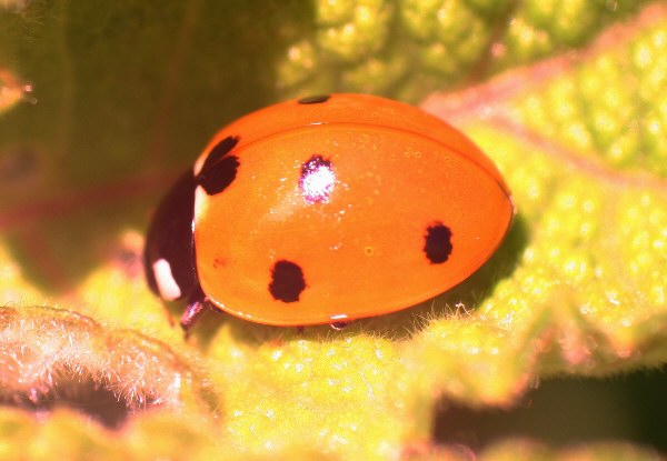 Marienk�fer sind kleine Tiere - daf�r gibt es Makro-Objektive!