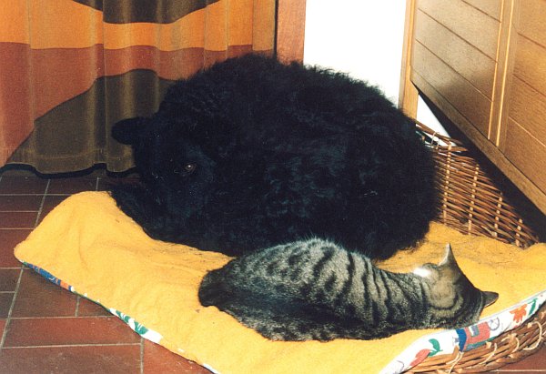 Tiere im Korb - Katz-und-Hund-Idylle
