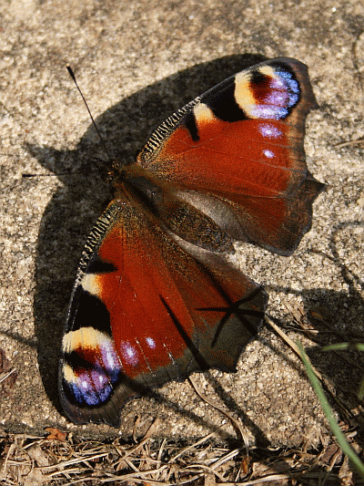 Schmetterlinge - Tiere, die man einfach m�gen mu�!
