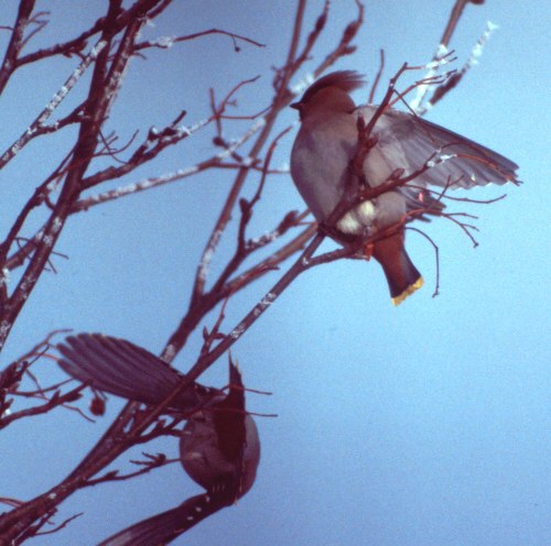 Diese V�gel kamen spontan zu uns ins Dorf