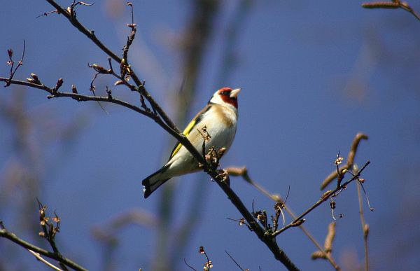 Dieser Vogel war bei uns im Garten