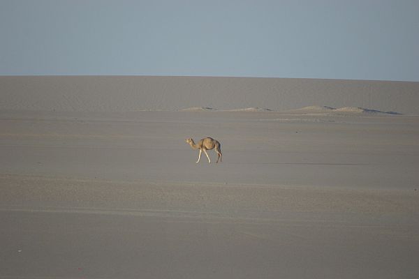Das Dromedar - neben dem Kamel eines der Tiere der W�ste
