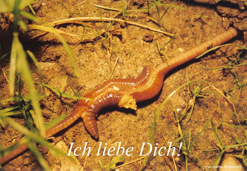 Ich liebe Dich: Regenw�rmer beim Liebesspiel