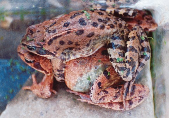 Bei Tieren ist Sex auf keinen Fall S�nde!